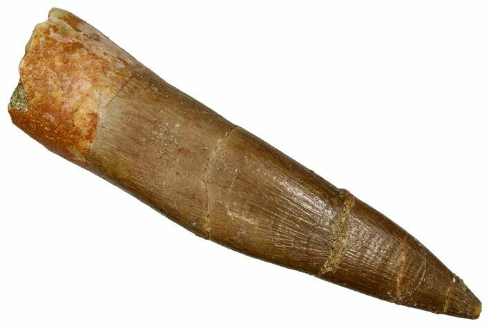 Fossil Plesiosaur (Zarafasaura) Tooth - Morocco #369990